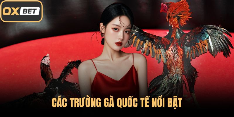 Các trường gà quốc tế nổi bật
